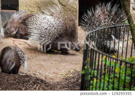 Indian crested porcupine Hystrix indica, also known as the Indian porcupine Indian crested porcupine Hystrix indica, also known as the Indian porcupine 129293391