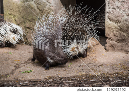 Indian crested porcupine Hystrix indica, also known as the Indian porcupine 129293392
