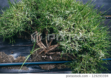 Close-up of a lavender bush base with visible drip irrigation lines integrated into the soil for targeted watering. Smart irrigation, water conservation in agriculture, climate-resilient farming, Close-up of a lavender bush base with visible drip irrigation lines integrated into the soil for targeted watering. Smart irrigation, water conservation in agriculture, climate-resilient farming, 129293394