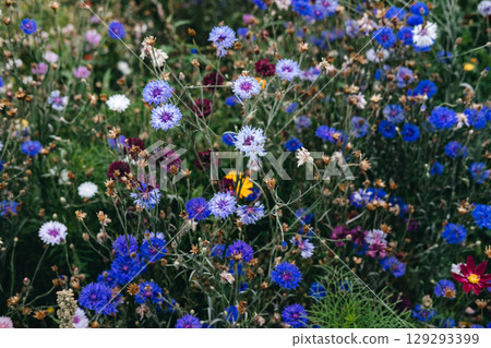 Densely packed wildflowers in vibrant colors bloom across a green meadow filled with native pollinator plants. Urban ecology, green infrastructure, insect habitats, biodiversity in cities... 129293399