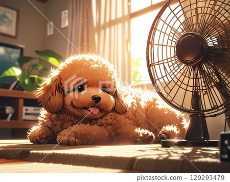 玩具貴賓犬盯著風扇 129293479