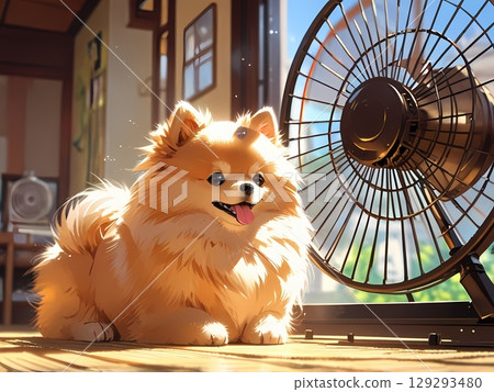 博美犬在風扇裡降溫 博美犬在風扇裡降溫 129293480