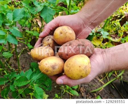 potatoes in a farmer's garden. Large natural organic potatoes 129293551