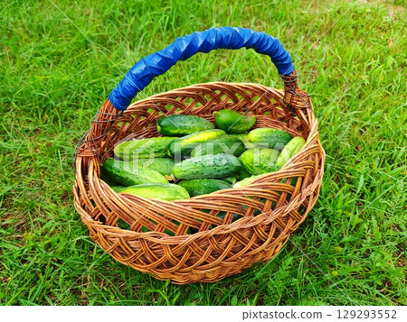 Freshly harvested cucumbers in basket close up. Green organic cucumber harvest in garden. Freshly harvested cucumbers in basket close up. Green organic cucumber harvest in garden. 129293552