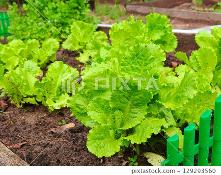 Organic lettuce grown on the ground,Fresh lettuce in a vegetable garden. lettuce leaves grow in the ground in garden Organic lettuce grown on the ground,Fresh lettuce in a vegetable garden. lettuce leaves grow in the ground in garden 129293560
