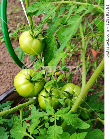 Fresh green tomatoes plant with fruits. green tomatoes on a branch 129293561