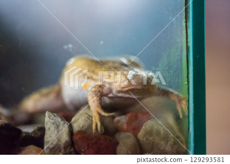 Frog in the aquarium, zoo 129293581