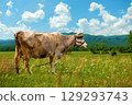 Brown Cow Grazing on Green Field Against Mountain Background 129293743
