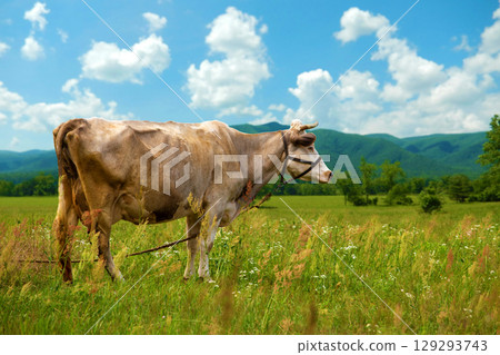 Brown Cow Grazing on Green Field Against Mountain Background 129293743