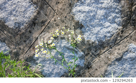 Beautiful Small Wildflowers Growing Against a Weathered Stone Surface Outdoors Beautiful Small Wildflowers Growing Against a Weathered Stone Surface Outdoors 129294263