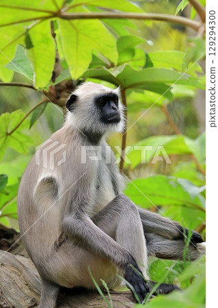 Sitting sideways Hanuman Langur Sitting sideways Hanuman Langur 129294300