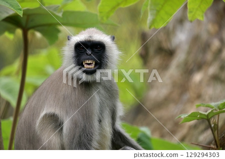 A grey langur baring its teeth to intimidate 129294303
