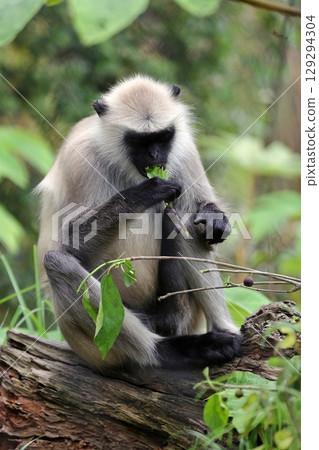 一隻灰葉猴坐著吃樹葉 129294304