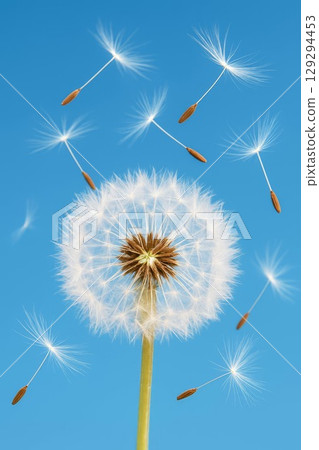 White fluffy dandelion with seeds flying in the clear blue sky. Close-up macro shot capturing motion, freshness and lightness. Ideal for concepts of freedom, nature, dreams, or change. White fluffy dandelion with seeds flying in the clear blue sky. Close-up macro shot capturing motion, freshness and lightness. Ideal for concepts of freedom, nature, dreams, or change. 129294453