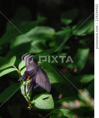 Midsummer mountain climbing scenery 129294482
