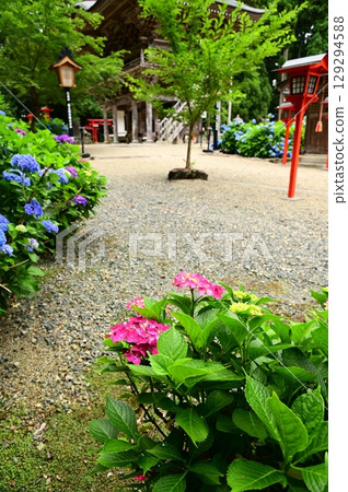 音羽山清水寺的繡球花盛開 129294588