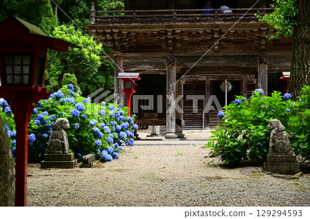 Hydrangeas in full bloom at Otowasan Kiyomizu-dera Temple Hydrangeas in full bloom at Otowasan Kiyomizu-dera Temple 129294593
