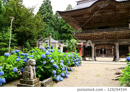 音羽山清水寺的繡球花盛開 129294594