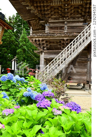 音羽山清水寺的繡球花盛開 音羽山清水寺的繡球花盛開 129294597