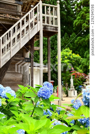 Hydrangeas in full bloom at Otowasan Kiyomizu-dera Temple 129294598