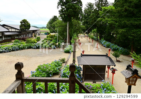 音羽山清水寺的繡球花盛開 音羽山清水寺的繡球花盛開 129294599