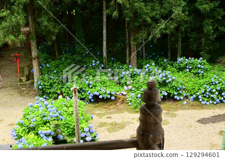 音羽山清水寺的繡球花盛開 129294601