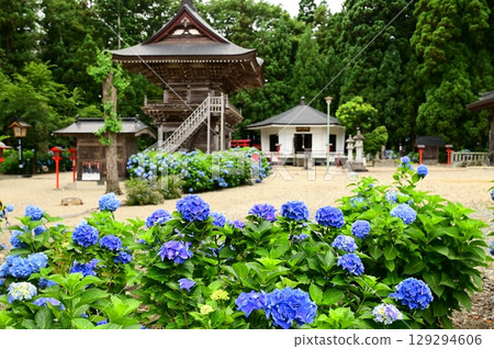 Hydrangeas in full bloom at Otowasan Kiyomizu-dera Temple 129294606