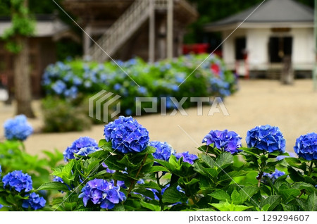 音羽山清水寺的繡球花盛開 129294607