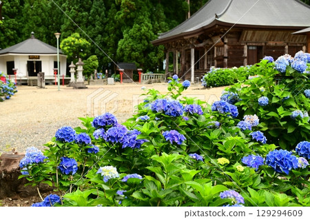 Hydrangeas in full bloom at Otowasan Kiyomizu-dera Temple Hydrangeas in full bloom at Otowasan Kiyomizu-dera Temple 129294609