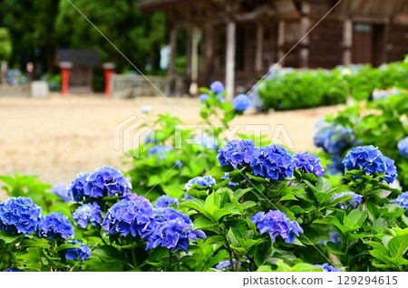 音羽山清水寺的繡球花盛開 129294615