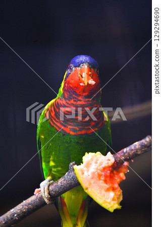 A vibrant rainbow lorikeet with a blue head and red breast is perched on a branch, eating a piece of pink guava. 129294690