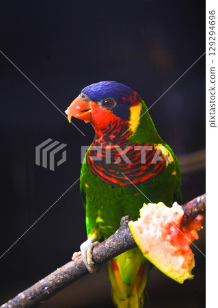 A vibrant rainbow lorikeet with a blue head and red breast is perched on a branch, eating a piece of pink guava. 129294696