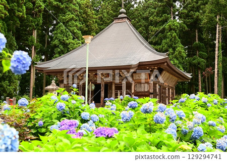 Hydrangeas in full bloom at Otowasan Kiyomizu-dera Temple (Kannon Hall) 129294741