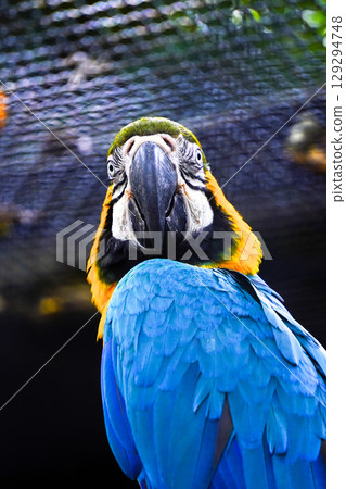 A striking close-up portrait of a blue-and-yellow macaw with vibrant blue and golden-yellow feathers, looking over its shoulder. A striking close-up portrait of a blue-and-yellow macaw with vibrant blue and golden-yellow feathers, looking over its shoulder. 129294748