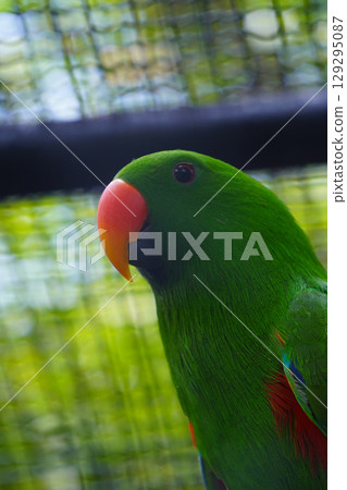 A male eclectus parrot with a bright green plumage and an orange beak is shown in a close-up portrait, looking to the left. A male eclectus parrot with a bright green plumage and an orange beak is shown in a close-up portrait, looking to the left. 129295087