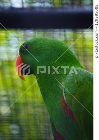 A male eclectus parrot with a bright green plumage and an orange beak is shown in a close-up portrait, looking to the left. 129295088