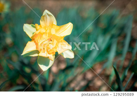 小號水仙花 小號水仙花 129295089