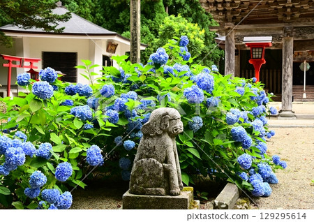 Hydrangeas in full bloom at Otowasan Kiyomizu-dera Temple Hydrangeas in full bloom at Otowasan Kiyomizu-dera Temple 129295614