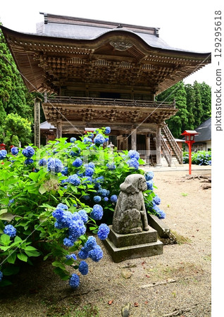 音羽山清水寺的繡球花盛開 音羽山清水寺的繡球花盛開 129295618