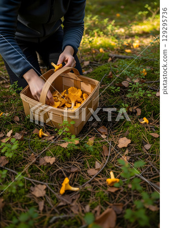 A female forager is carefully picking chanterelle mushrooms in a forest, placing them into a rustic wooden basket 129295736