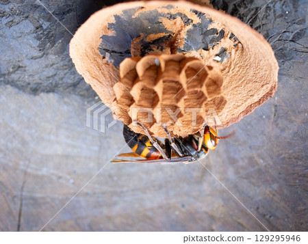Wasp nesting 129295946