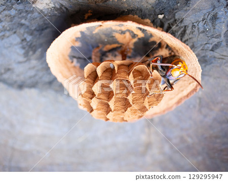 Wasp nesting 129295947
