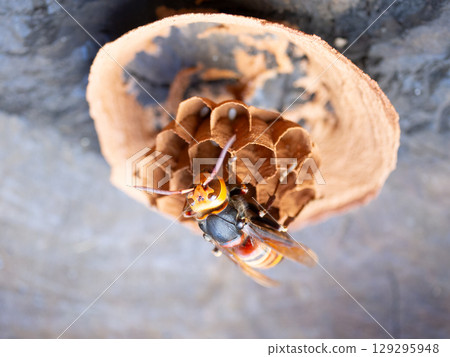 Wasp nesting 129295948