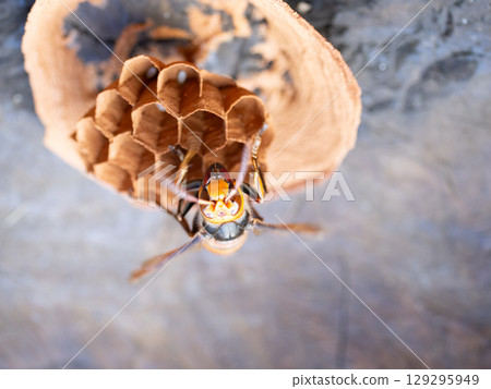 Wasp nesting 129295949