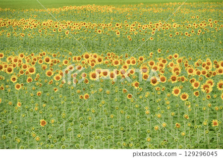 Sunflowers in full bloom in Mashiko Town 129296045