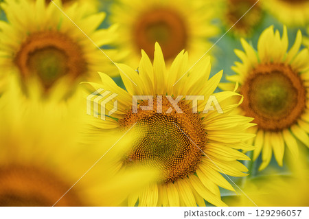 Sunflowers in full bloom in Mashiko Town 129296057