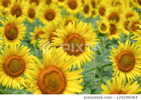 Sunflowers in full bloom in Mashiko Town 129296064