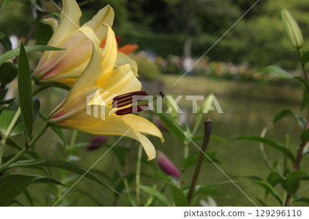 黃花百合① 129296110