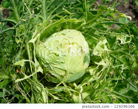 Worm-eaten cabbage grown without pesticides 129296166