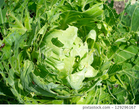 Worm-eaten cabbage grown without pesticides 129296167